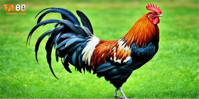 Ws168 Đá Gà - Cá Cược Đỉnh Cao, Nhận Quà Hấp Dẫn Sân chơi cá cược Ws168 đá gà uy tín